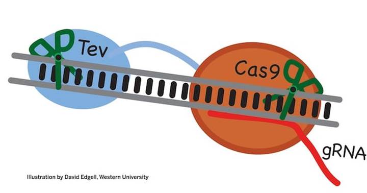 Yeni nesil CRISPR ile gen düzenleme daha iyi hale gelecek