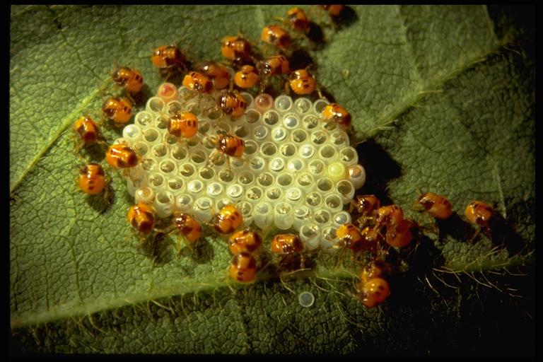 Яйца насекомых фото и названия