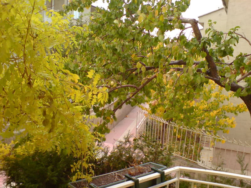  ===>3,2MPLİ k770/K790/K810/C510/P1 FOTOĞRAF PAYLAŞIM ARENASI<===