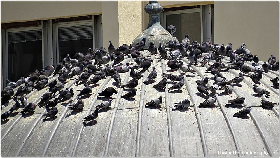  Yüksek zum ile çekilmiş(tele lensler ile) foto paylaşım alanı. İniş serbest (Kule) !..