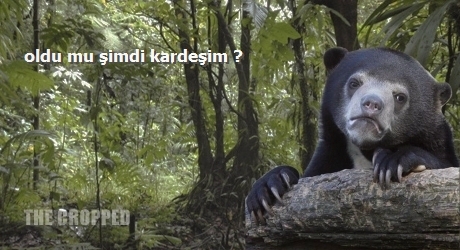 THE CROPPED (HARİKA BİR SİTE) CAPS'İN FARKLI HALİ, DAHA PRATİK, ANA KONU