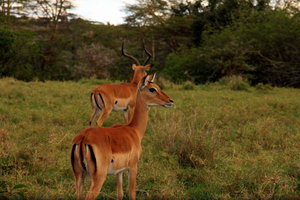  Nairobi National Park