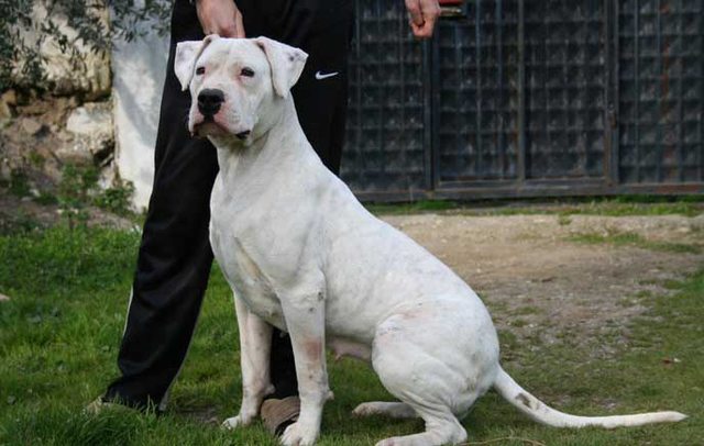  Dogo argentino