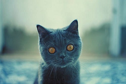  Tüm Kedi Resimleri Gifleri Swf (Sadece Kediler)