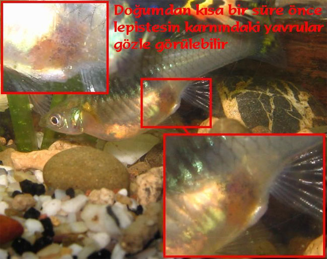  Tatlı su Akvaryum balıkları hakkında bilgi [ Resimli ]