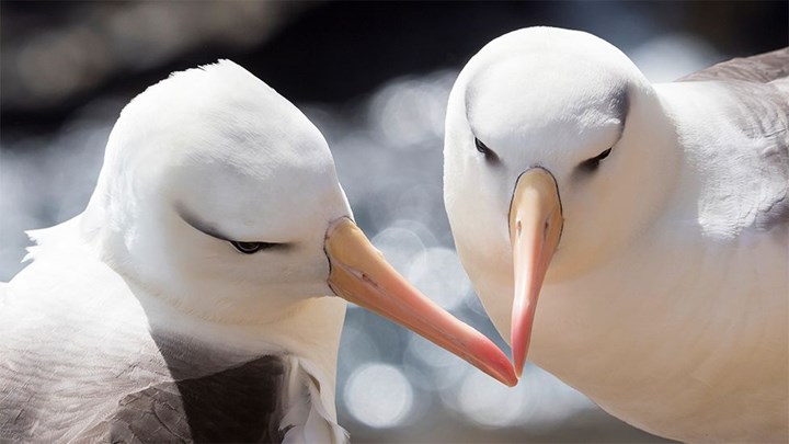 Araştırma: İklim değişiklikleri albatrosların ‘boşanma' oranlarını artırdı