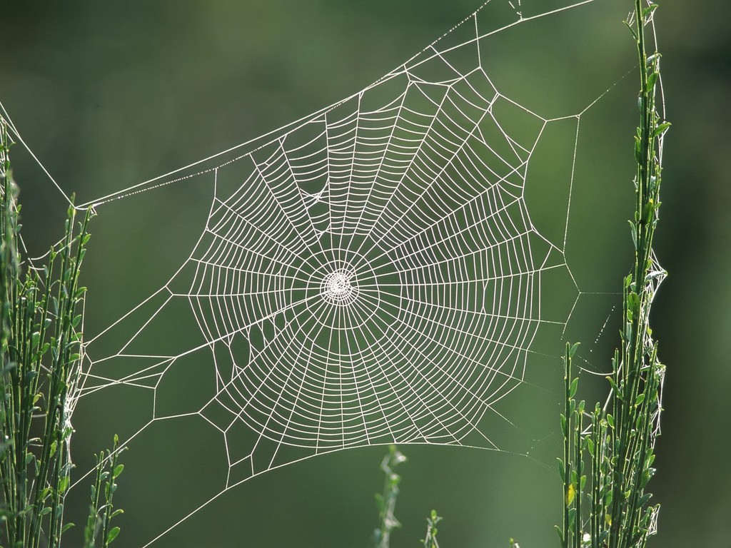  12 Angry Men  SPIDER WEB (örümcek ağı) Kasası ( 900 D )