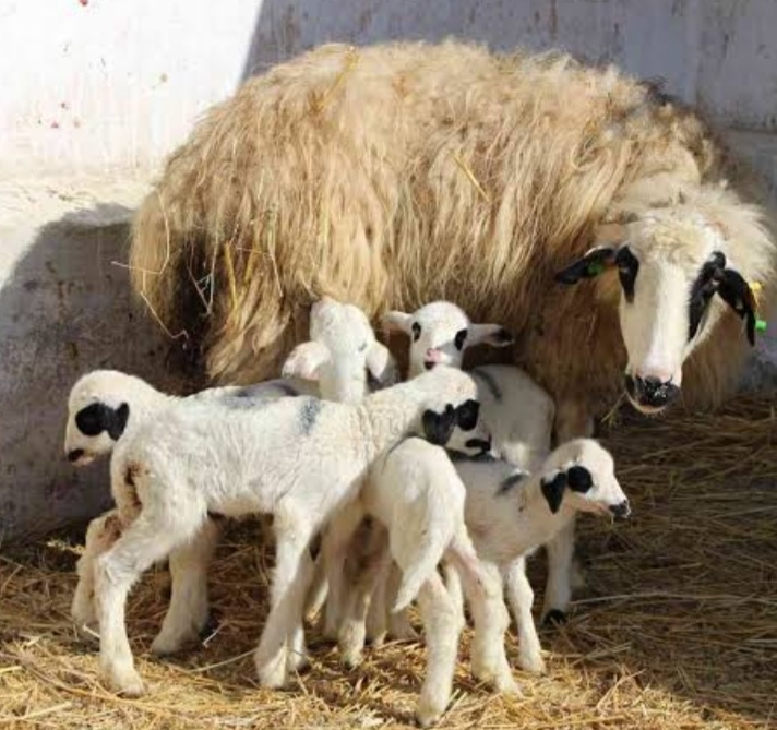 Çobanlık bir peygamber mesleğidir