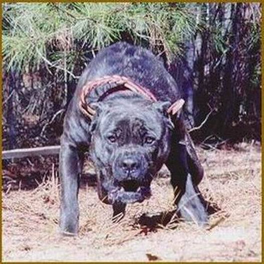 Pitbul Da Neymis Presa Canario Of Beeee Donanimhaber Forum