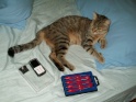  W810İ De Müzik Dinleyen Kedi xD