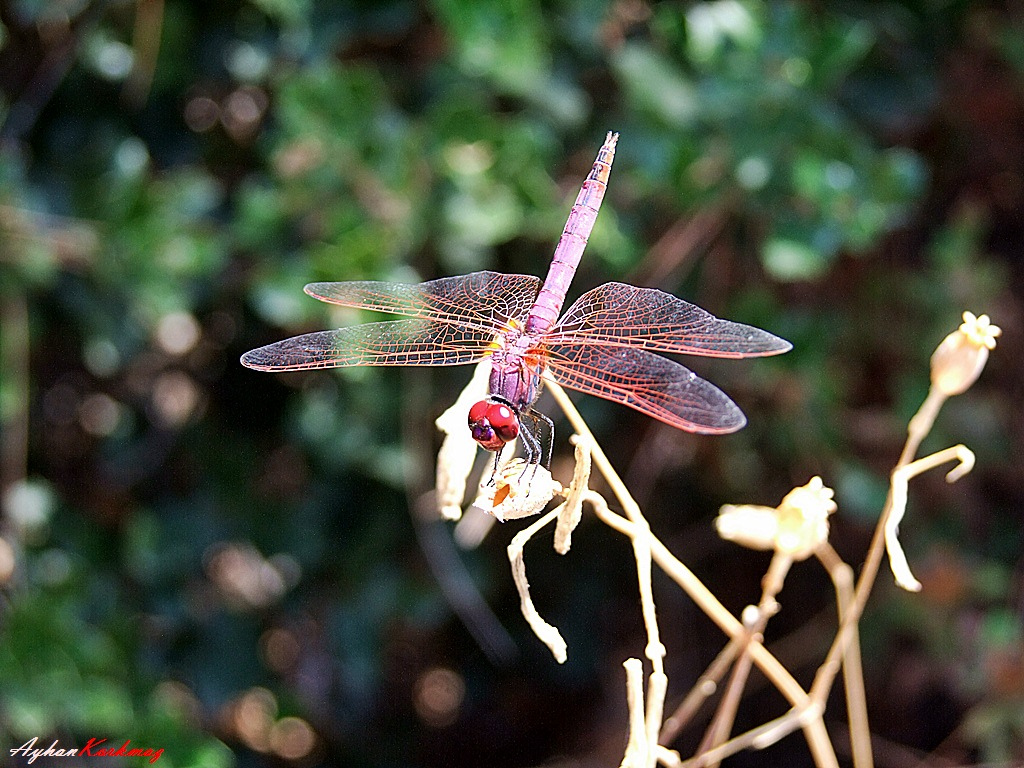  FUJİ  S200EXR (ana başlık)