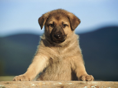  Bu 2 ırk arasında kaldım (Rottweiler ve Alman Çoban Köpeği)SS'ler eklendi