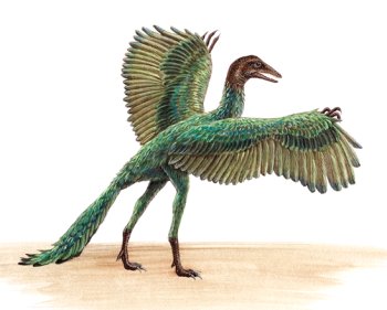  Uçan dinozorlar uçak kadarmış