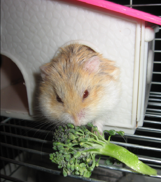  Hamster Besleyenler (Papatya vidyosu 10. sayfa kop.gif)