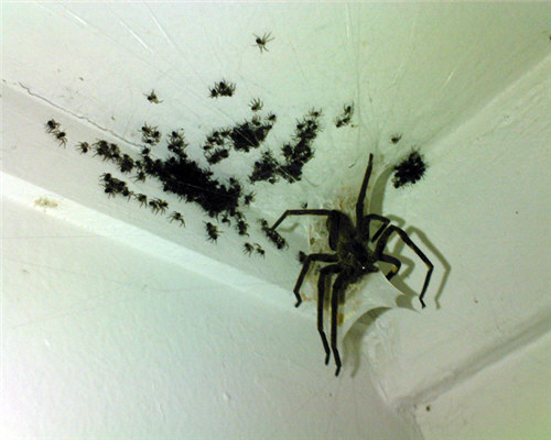 Keşiş örümceği ısırığı (+18) Aman dikkat!