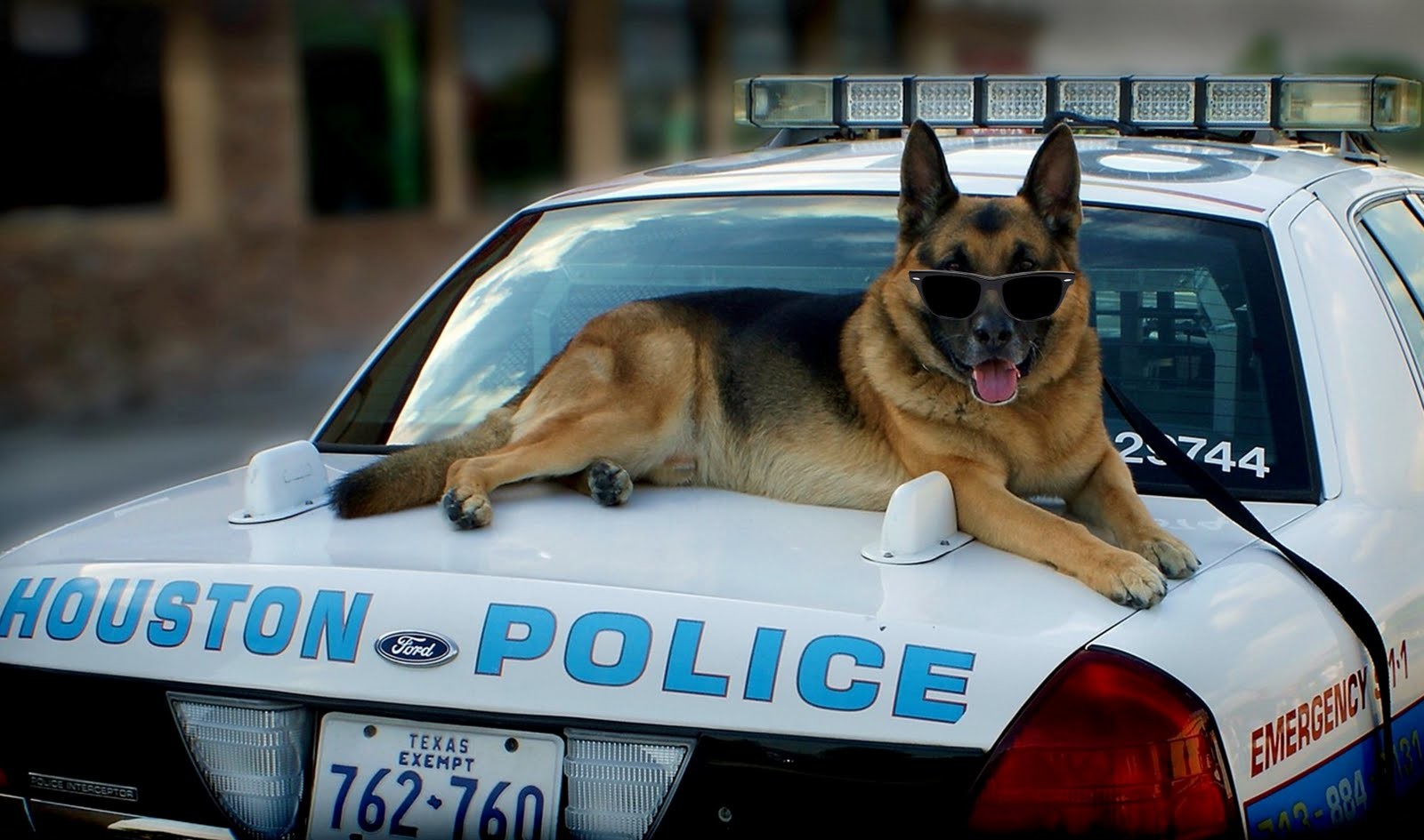Машина полиции с собакой