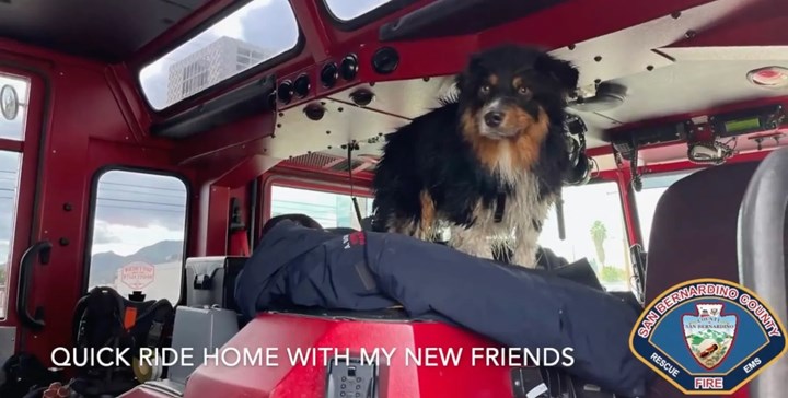 Apple AirTag sayesinde Seamus isimli bir köpeğin hayatı kurtarıldı