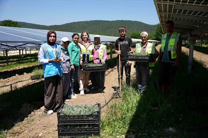 Samsun’da agrivoltaik tarım: GES sahasında hem enerji hem tarım üretimi