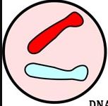 biyoloji hücre bölünmeleri n,2n sorunu