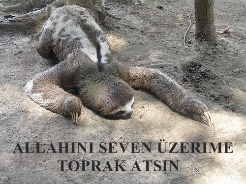  Şu vahşi köpekler, evcil köpeklere saldırır mı? Kangal vs Golden