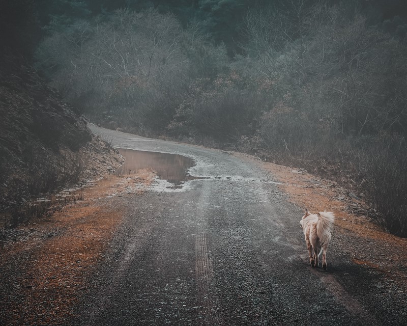 [SERGİ] Cep Telefonu Fotoğrafçılığı