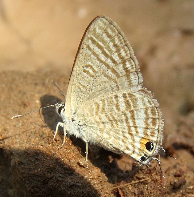  FUJİ  S200EXR (ana başlık)