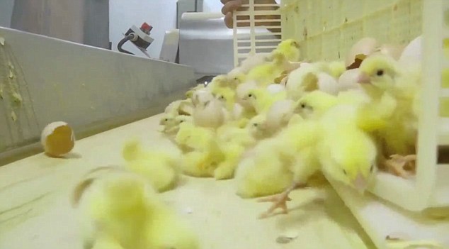  Civcivlere Yapılan Vahşi Muamelenin Görüntüleri Çıktı