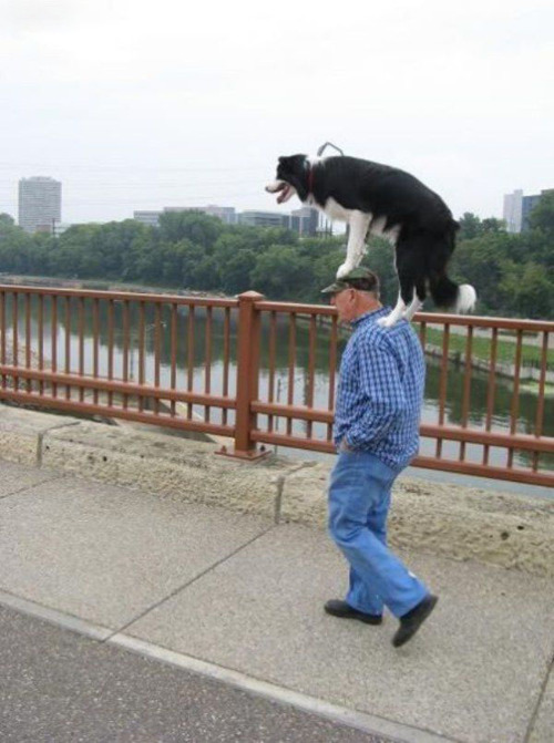  Köpeğim Geri Geri Yürüyor Yardım Edin!!!