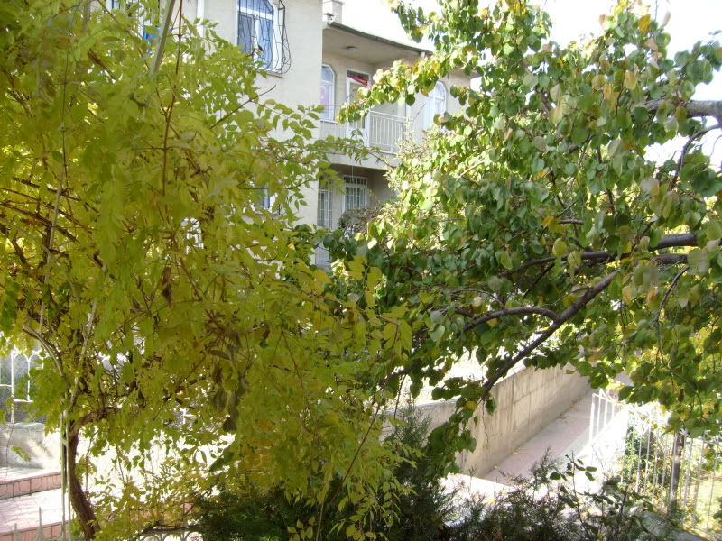  ===>3,2MPLİ k770/K790/K810/C510/P1 FOTOĞRAF PAYLAŞIM ARENASI<===