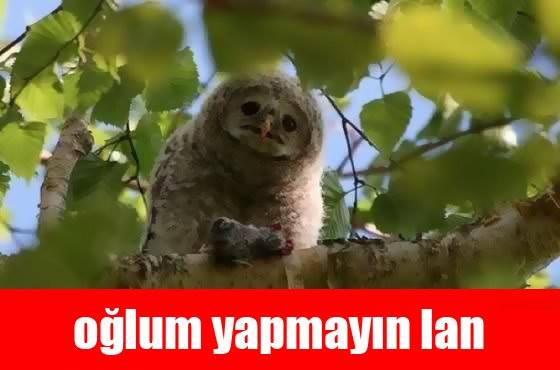 zara kirli sepeti porno meme