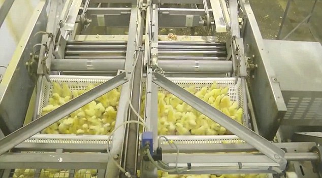  Civcivlere Yapılan Vahşi Muamelenin Görüntüleri Çıktı