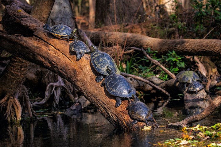 Ninja Kaplumbağalar tüm dünyanın kaplumbağa popülasyonunu nasıl etkiledi?