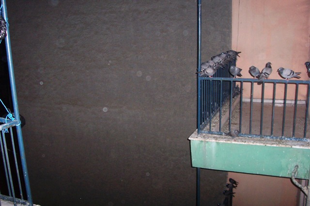  balkonu talan eden güvercinler konusu... (İşte balkonun son hali!)