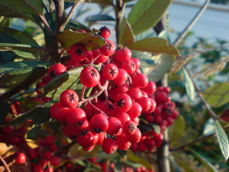  ===>3,2MPLİ k770/K790/K810/C510/P1 FOTOĞRAF PAYLAŞIM ARENASI<===