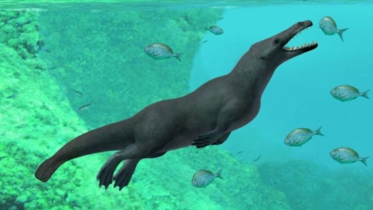 Peru'da 43 milyon yıl öncesine ait dört bacaklı balina fosili bulundu