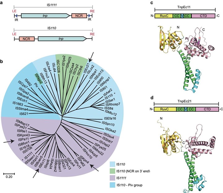 CRISPR tarih oluyor: SeekRNA ile gen düzenlemede yeni bir devrim yaşanıyor