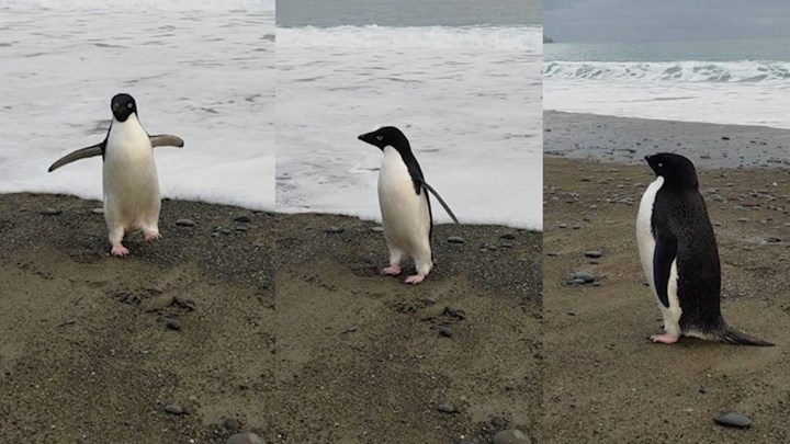 Bir penguen yanlışlıkla 3.000 kilometre seyahat ederek Yeni Zelanda'ya ulaştı