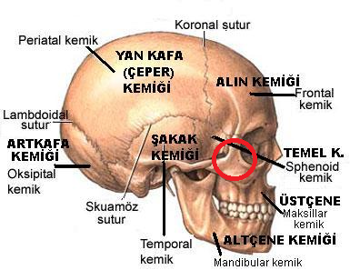  Şu Kemiğin Adı Ne?