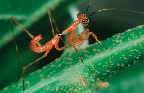  Peygamber devesi >>NationalgeographiC<<