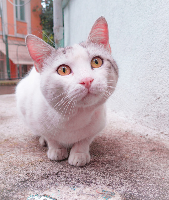 ****** KEDİ FOTOĞRAFLARI ******