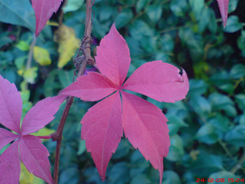  ===>3,2MPLİ k770/K790/K810/C510/P1 FOTOĞRAF PAYLAŞIM ARENASI<===