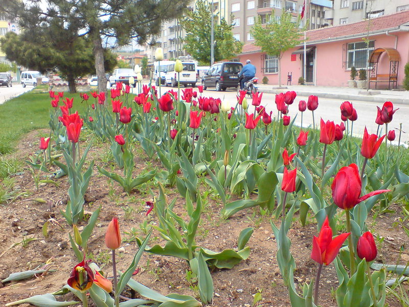  ===>3,2MPLİ k770/K790/K810/C510/P1 FOTOĞRAF PAYLAŞIM ARENASI<===