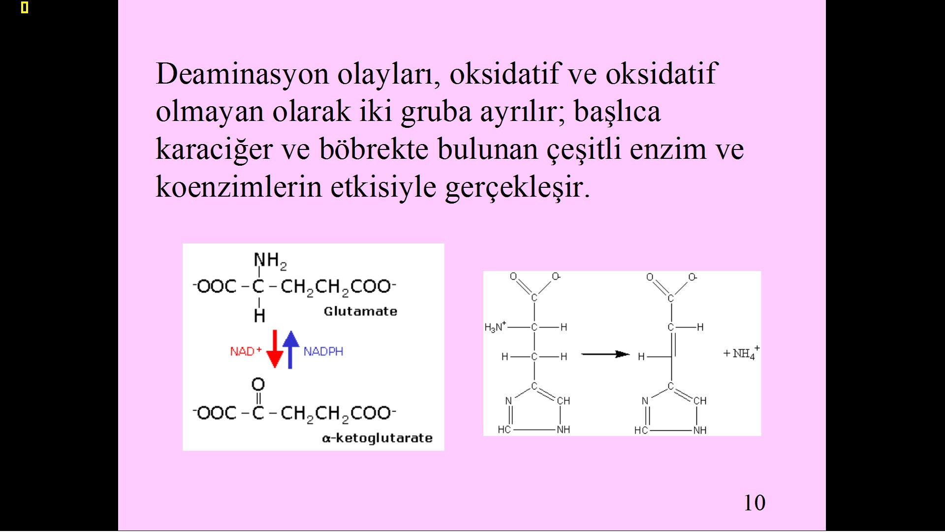  Evrim ve Tesadüf