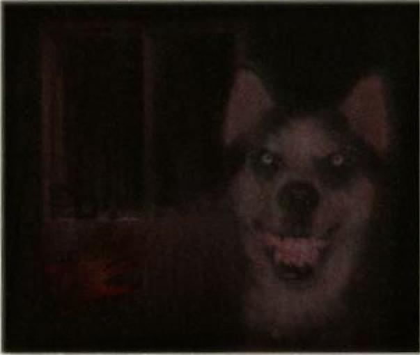  Smile Dog Hikayesi Gerçek Mi ?
