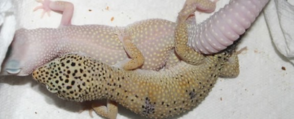  Leopard Gecko besleyen var mı?