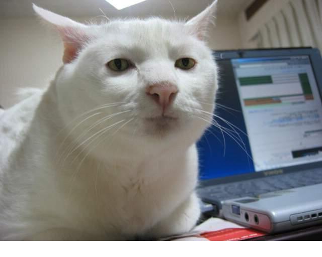  Meşhur kedi resmi (İstek)