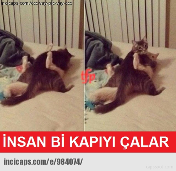  Kedimin türü (SS'li)
