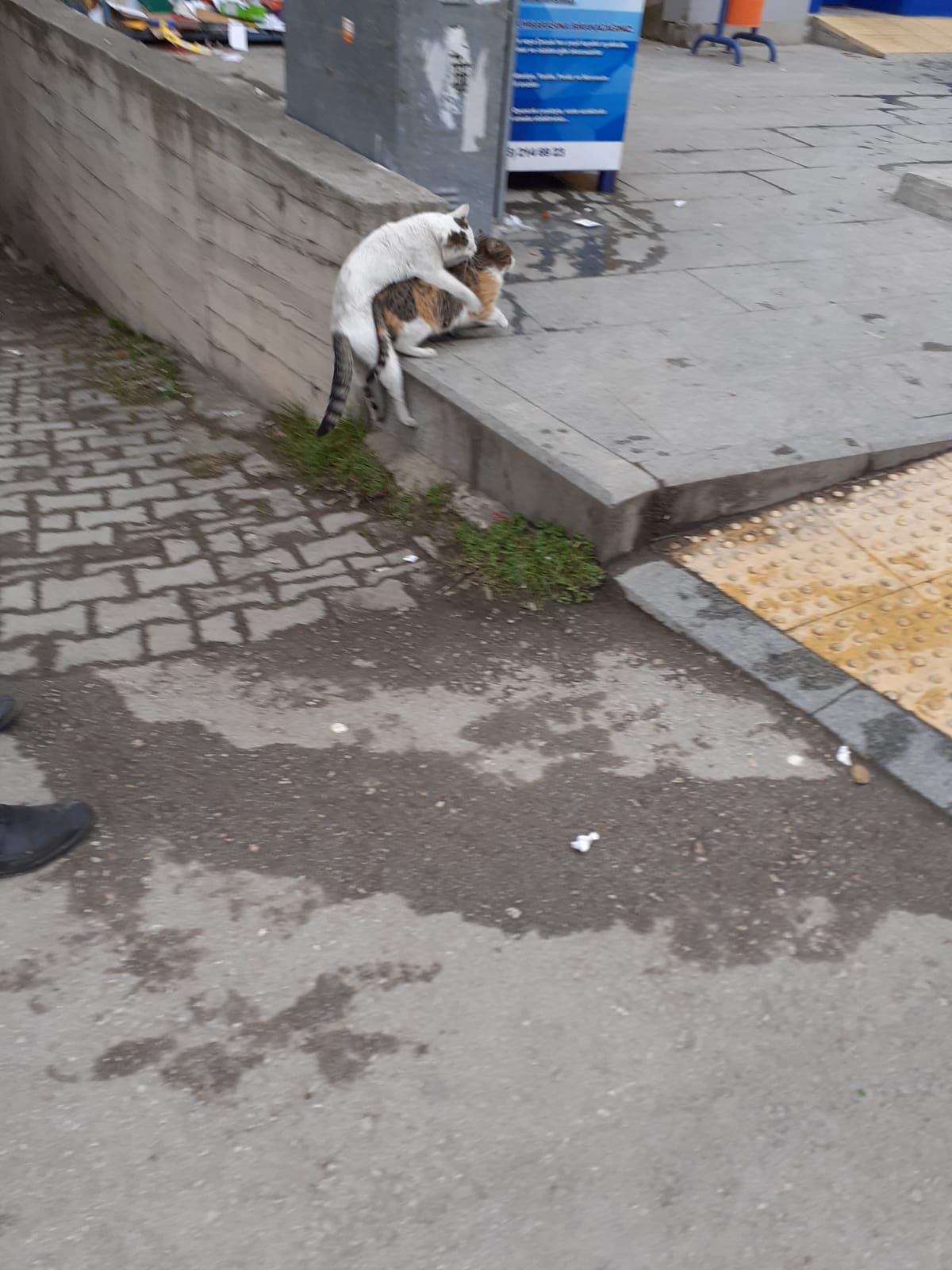 kedim depresyonda, yardım