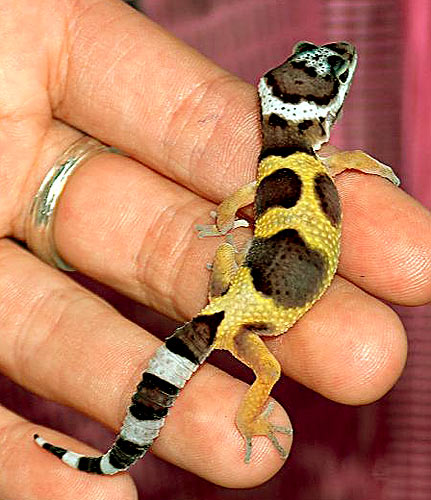  Leopard Gecko besleyen var mı?