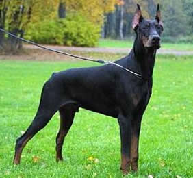  Köpek Önerisi (5 köpeğimiz var fotolu)
